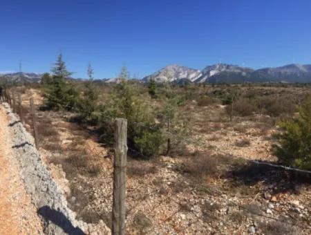 Der 200000M2 Mandelgarten Steht Im Zentrum Von Mugla Zum Verkauf.