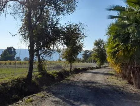 32000M2 Arable Avocados, Greenhouse Construction, Farms, Suitable For Livestock Land In Köyceğinz Döğüşbelen