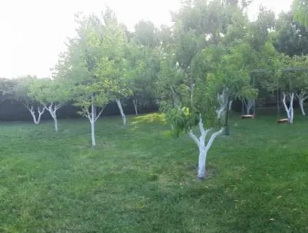 Manisa Prefecture Alasehir District 19000M2 Grapefring Farm For Urgent Sale